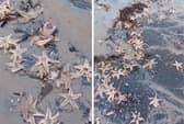 Thousands of starfish have been washed up on Wardie Bay, Edinburgh