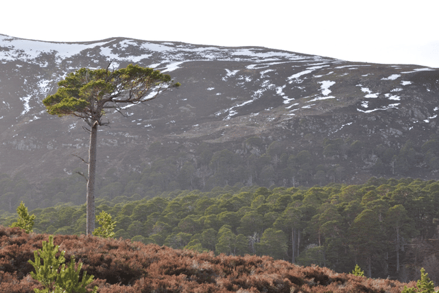 Scots pine is the most widespread and commercially important of the UK’s three native conifers