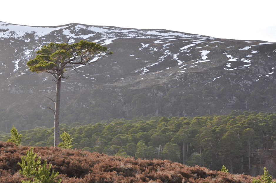 Power of the pine - study shows 1,500 species depend on Scots conifer