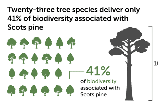 The study has shown how much biodiversity Scots pine can support on its own