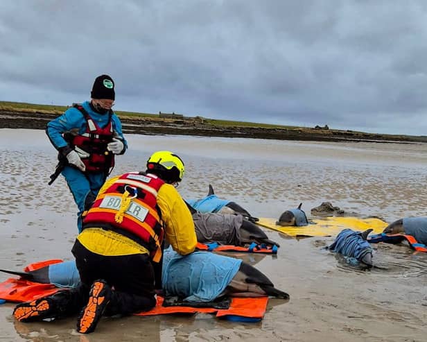 Common dolphins stranded on a beach in Westray, Orkney. They were later refloated by marine medics from the British Diving Marine Life Rescue and four dolphins survived.
