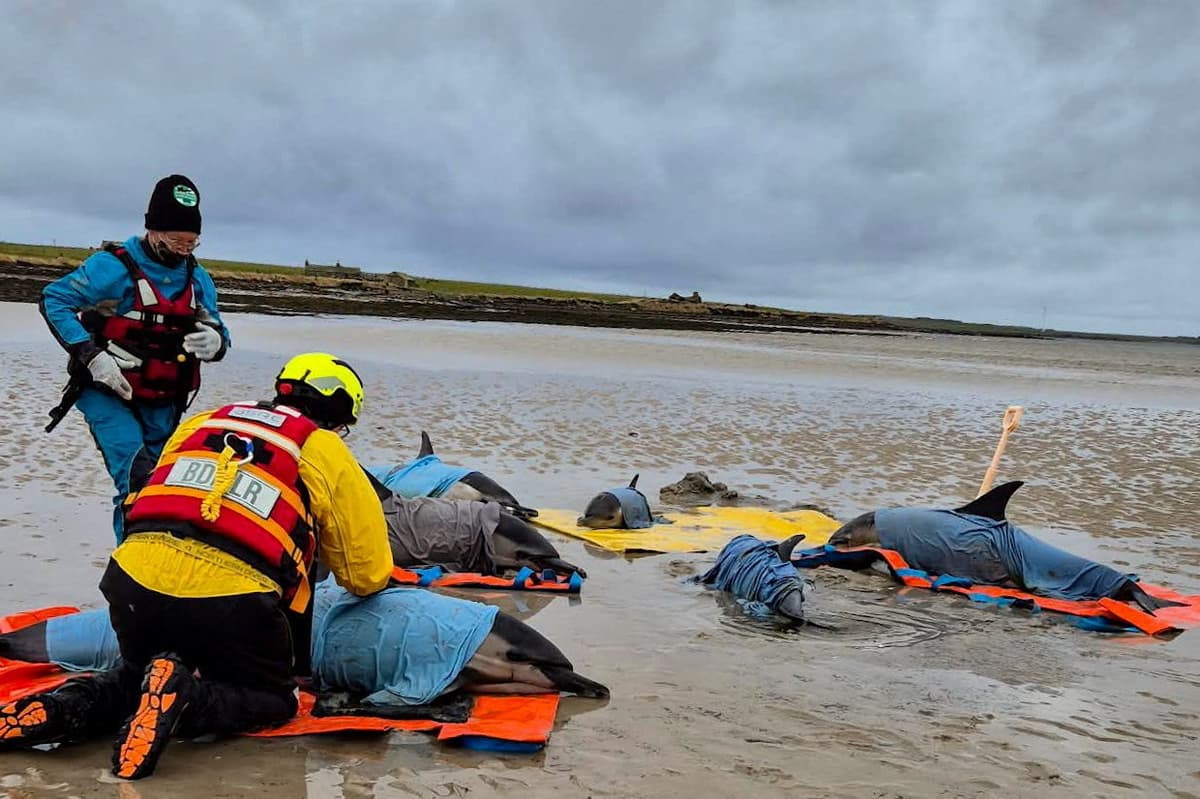 Four dolphins survive mass stranding on Orkney beach