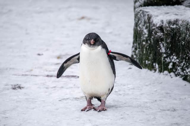 Poly the penguin rejoins her colony at Edinburgh Zoo.