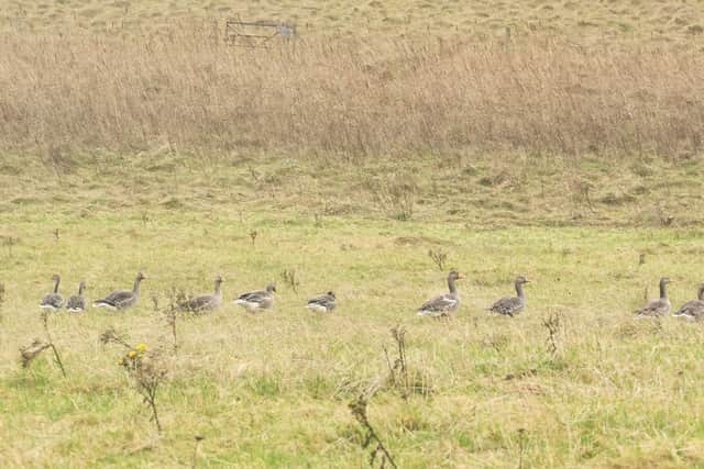 Greylag geese population numbers have become an increasing issue for farmers in the northern isles and Outer Hebrides because of their impact on crops