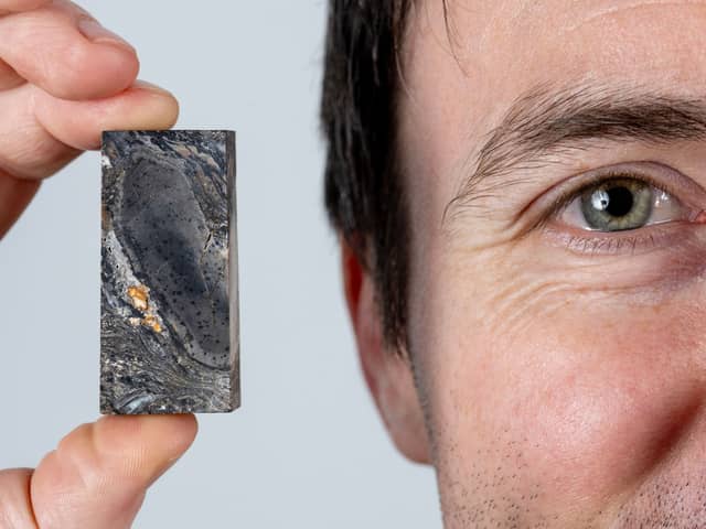 The 410 million year-old fossil, Prototaxites, discovered in Rhynie, Aberdeenshire. PIC: Neil Hanna
