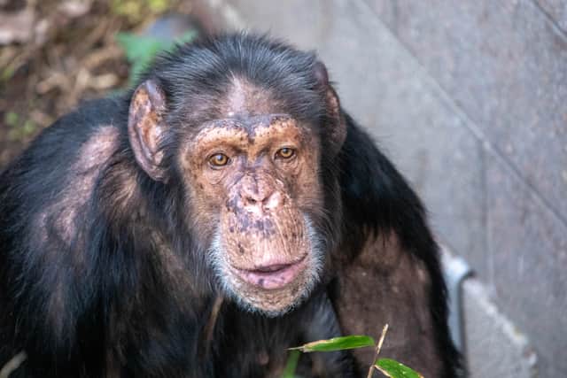 Babsie has settled in well in Edinburgh says the Zoo.