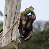 Babsie, age 33, is an Eastern chimpanzee, who arrived at Edinburgh Zoo in November 2025 from AAP Animal Advocacy and Protection.