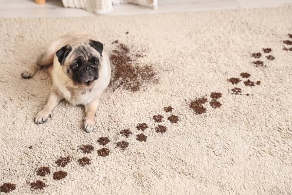 January can be a muddy month for dog owners.
