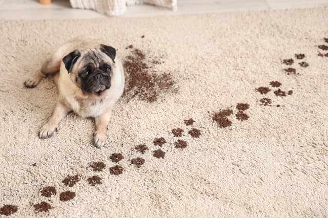 January can be a muddy month for dog owners.