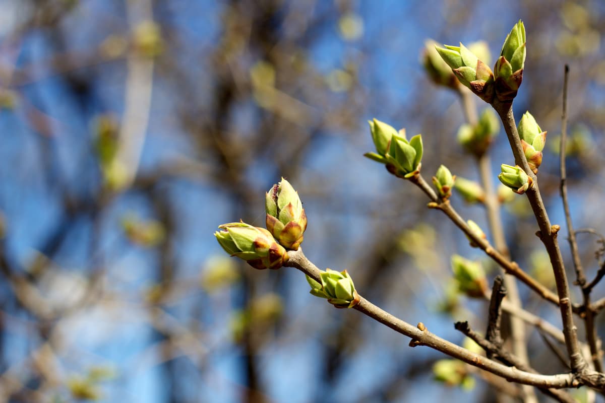 When Spring Ends When is spring 2026? Here's when winter officially ends - astronomical ...
