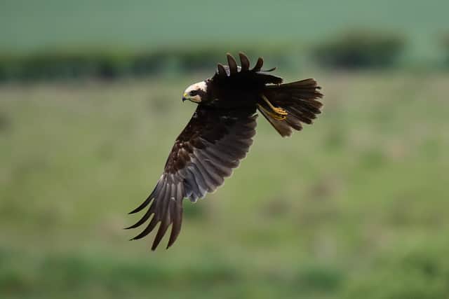 A marsh harrier in flight
