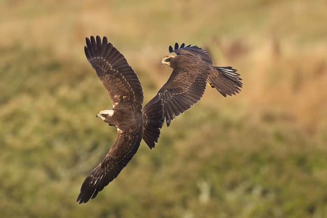 Marsh harriers, once very rare, are now recovering across the UK but remain a scarce breeding bird in Scotland, with reedbeds their favoured habitat.