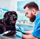 If you suspect your dog has arthritis a trip to the vet is recommended.