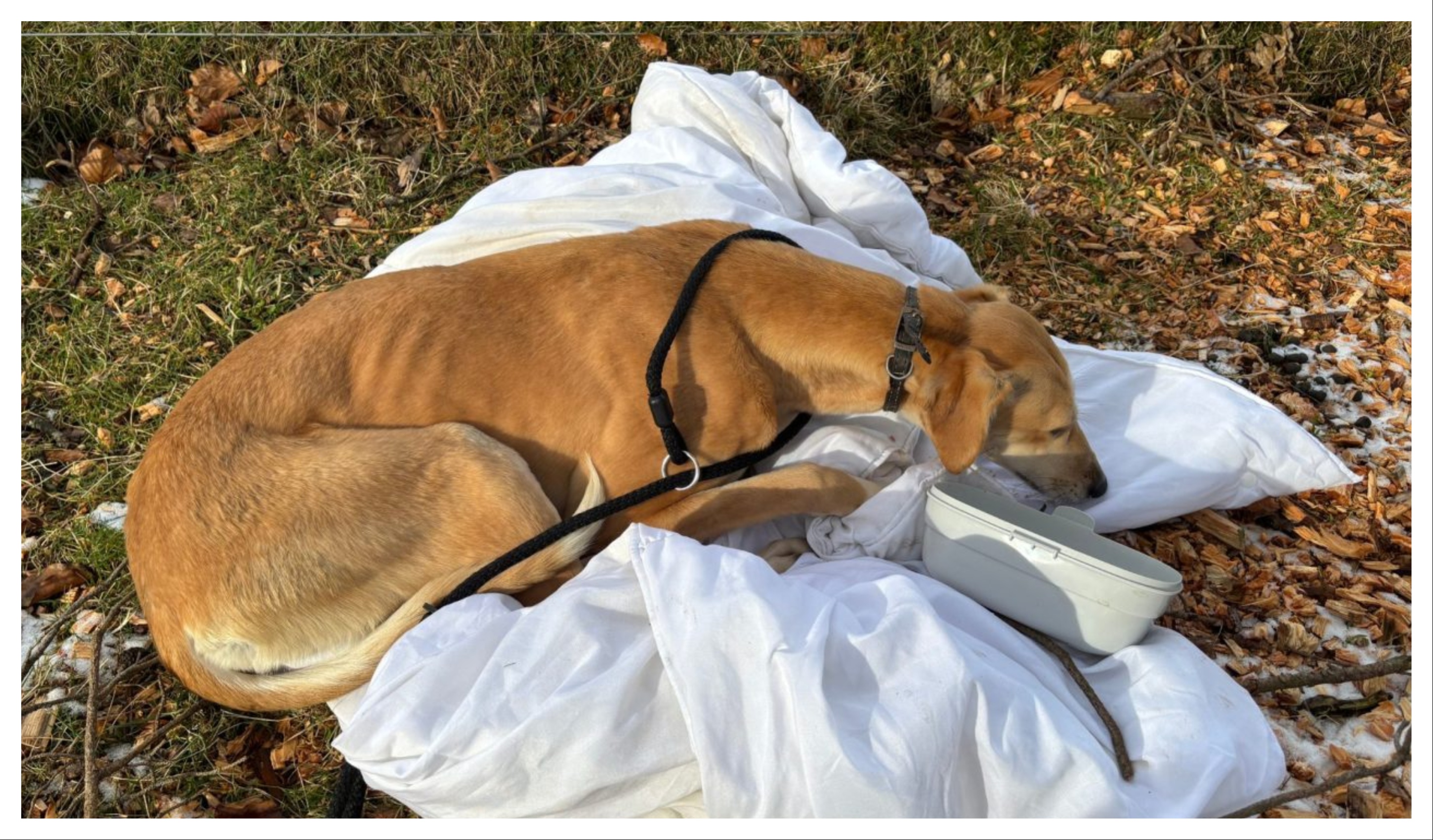 Scottish SPCA appeal for information after dog with severe limp found ...