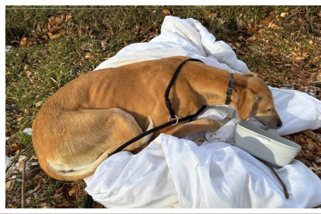 A dog with a severe limp was found abandoned in a field in South Lanarkshire.