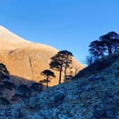 Caledonian pines in Glen Nevis, located within the JAHAMA native woodland regeneration area 