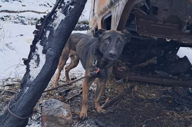 Appeal after abandoned dog found tied to a tree near burnt-out car in ...