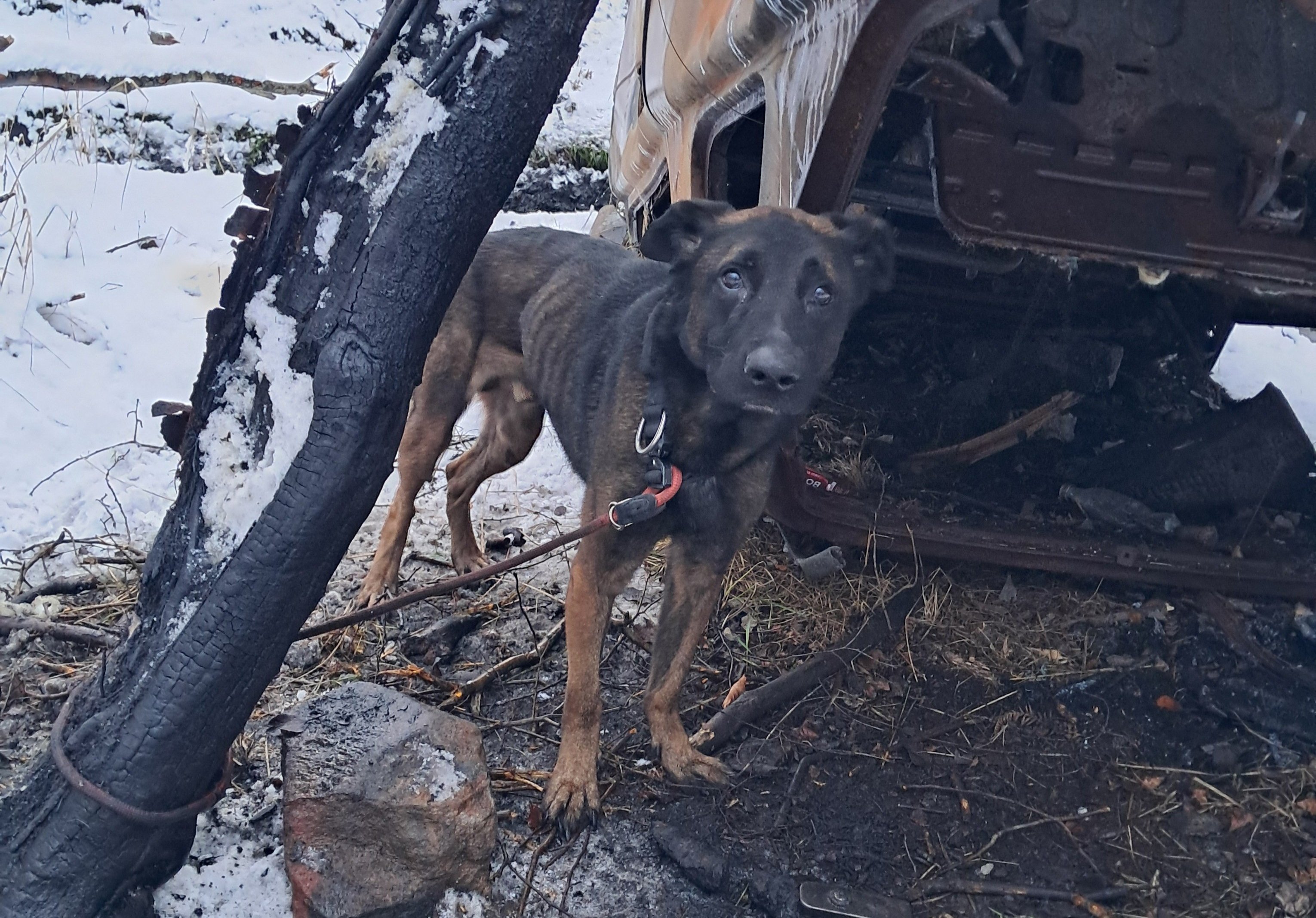 Appeal after abandoned dog found tied to a tree near burnt-out car in ...