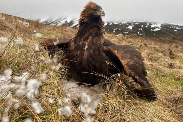 Falconers say the golden eagle is in its prime when hunting mountain hares - one of its prime sources of prey, among red grouse