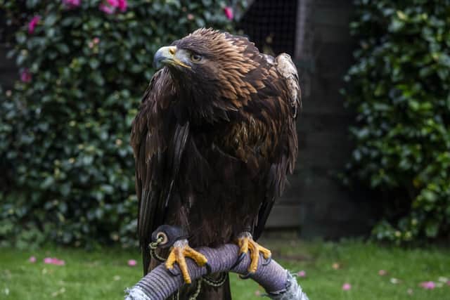 Floyd, a 20-year-old eagle, has been effectively grounded to his aviary and lowland territory since the ban came in, banishing him from being able to fly in his natural habitat - the Scottish uplands.
