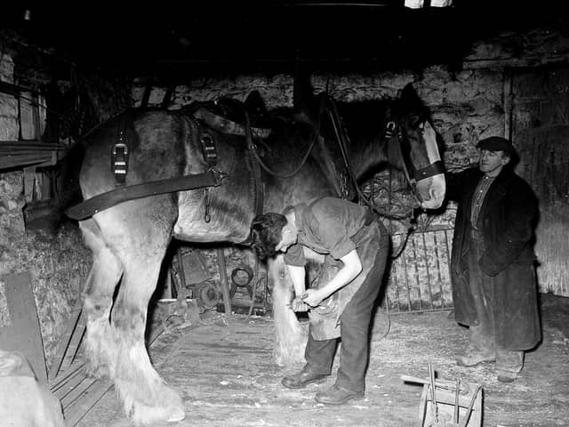 A Currie blacksmith shoeing a horse in March 1956.