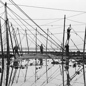 A team of salmon netters battle against the incoming tide as they secure poles with ropes on the foreshore during construction of the fly net on the rocks at Boddin, Angus. PIC: Colin McPherson 