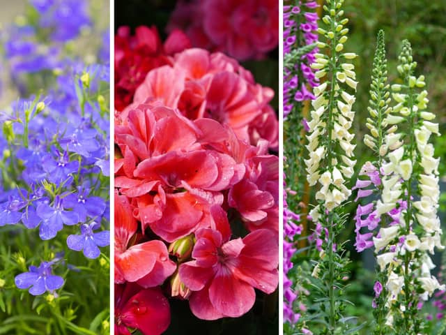 Three flowering plants perfect for shaded borders.