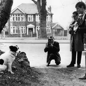 Pickles the dog shows photographers where he discovered the stolen World Cup in south London in March 1966 (Picture: Central Press)
