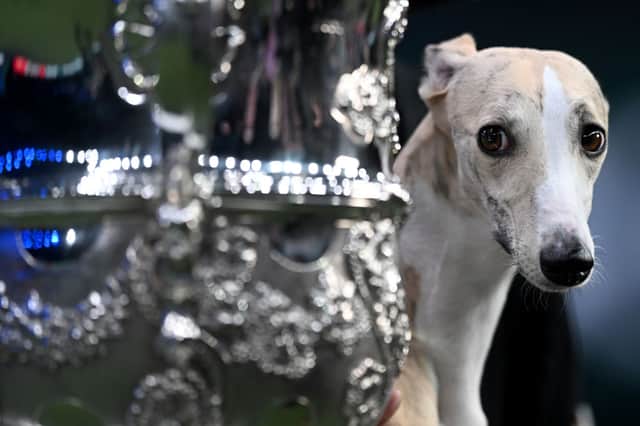 Last year's Crufts Best in Show - Miuccia the Whippet.