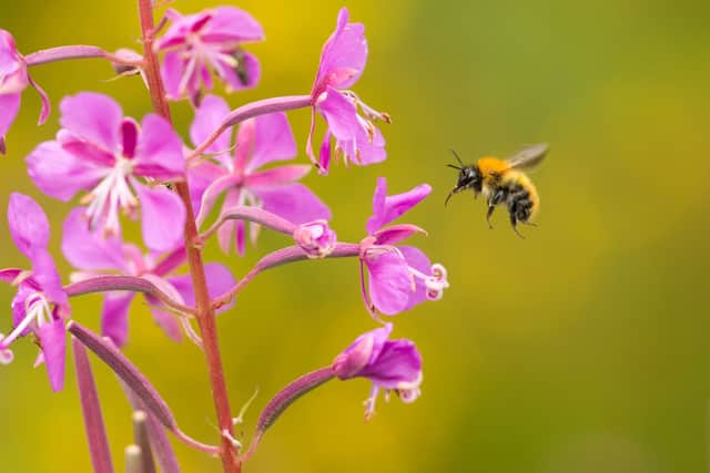 Common carder bumblbebee on native flower