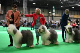 Crufts is now underway.