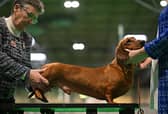 It's the final day of competition at Crufts.