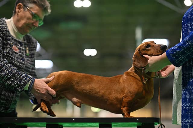 It's the final day of competition at Crufts.