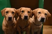 Labradors look out from their pen in the gamekeeping section of Crufts.