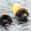 Some dogs just love the water.