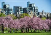 Cherry blossoms blooming at the Meadows in Edinburgh during spring. 