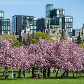 Cherry blossoms blooming at the Meadows in Edinburgh during spring. 