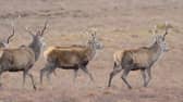 Red  deer at Loch Lomond and The Trossachs National Park 