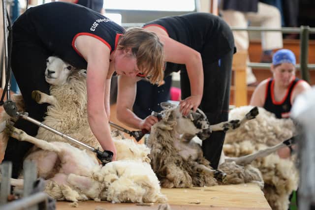 Sheep farmers need sheep shearers but the government's stance on immigration is set to make things difficult (Picture: Jeff J Mitchell)