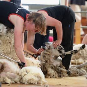 Sheep farmers need sheep shearers but the government's stance on immigration is set to make things difficult (Picture: Jeff J Mitchell)