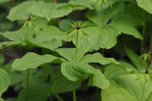 BSBI said herb-paris is declining in lowland ancient woodlands across Britain, especially in the north, due to the loss of much of our ancient woodland
