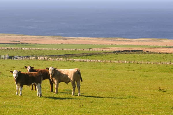 Scotland's new Rural Support Plan heavily criticised by sector 