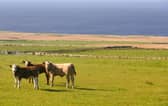 Scotland's new Rural Support Plan heavily criticised by sector 