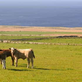 Scotland's new Rural Support Plan heavily criticised by sector 