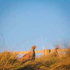 Grey partridges are fast declining in the UK 