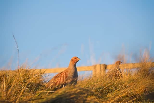 The grey partridge is a fast-declining species in the UK