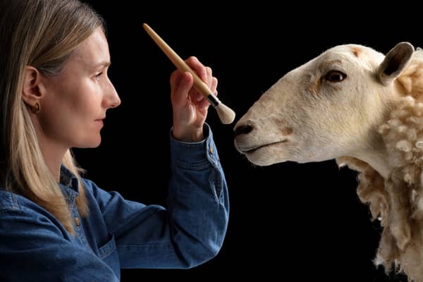 National Museums Scotland of curator Zena Timmons preparing Morag the sheep for display. 