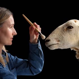 National Museums Scotland of curator Zena Timmons preparing Morag the sheep for display. 