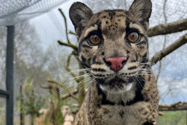 Five Sisters Zoo, located in West Lothian, has announced the death of its female clouded leopard Cirrus. 