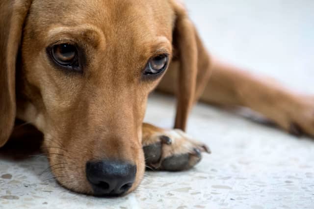 There has been a shift in how animals are perceived with some people treating them as commodities, rather than sentient beings whose welfare must be protected (Picture: Ezequiel Becerra)